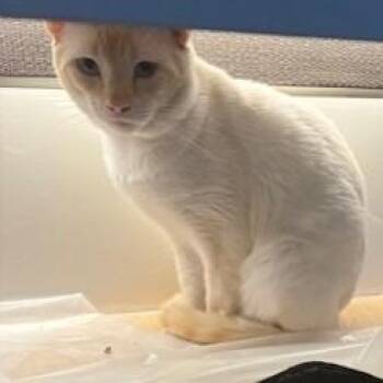 Domestic Short Hair Cats Available for Adoption in Fernandina Beach, Florida - RANGOON | PetCurious