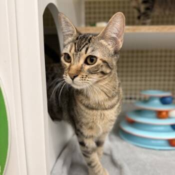 Rescue Domestic Short Hair Cats for Adoption in Honolulu, Hawaii - Toaster Strudel | PetCurious