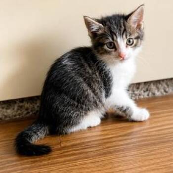 Mila -  Domestic Short Hair Cat for Adoption in Liverpool, Texas - Mila | PetCurious