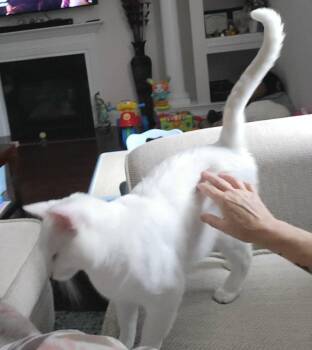 Rescue American Shorthair Cats for Adoption in Elgin, South Carolina - BOWIE | PetCurious