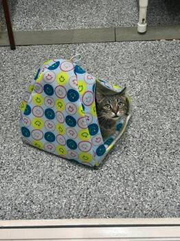Piplup -  Domestic Medium Hair Cat for Adoption in Fruit Heights, Utah - Piplup | PetCurious