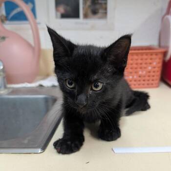 Oven -  Domestic Short Hair Cat for Adoption in Ardmore, Oklahoma - Oven | PetCurious