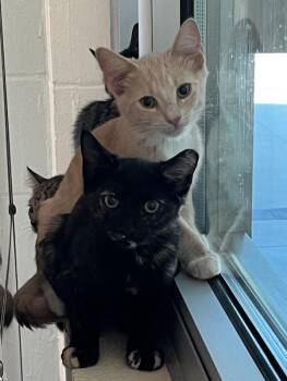 Whiskers -  Domestic Short Hair Cat for Adoption in Stratham, New Hampshire - Whiskers | PetCurious