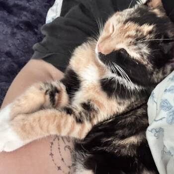Frankie -  Domestic Short Hair Cat for Adoption in Newborn, Georgia - Frankie | PetCurious