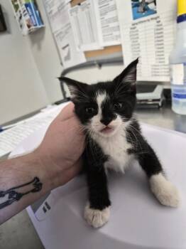 Mansion -  Domestic Short Hair Cat for Adoption in Bolivar, Missouri - Mansion | PetCurious