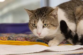 Bodhi -  American Shorthair Cat for Adoption in Bloomfield, Connecticut - Bodhi | PetCurious