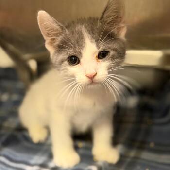 Coriolanus (Cori) -  Domestic Medium Hair Cat for Adoption in Fort Smith, Arkansas - Coriolanus (Cori) | PetCurious