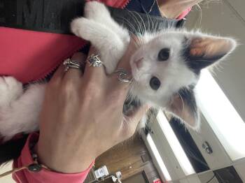 Sardine -  Domestic Short Hair Cat for Adoption in Holly, Michigan - Sardine | PetCurious