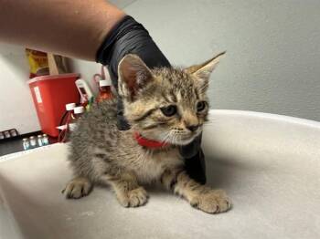 CANDACE -  Domestic Short Hair Cat for Adoption in Antioch, California - CANDACE | PetCurious