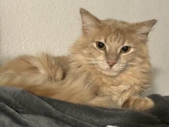 Domestic Medium Hair and Tabby Cats Available for Adoption in Gilbert, Arizona - Simba | PetCurious