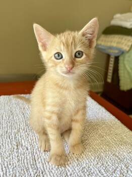 Cornbread -  Domestic Short Hair and Tabby Cat for Adoption in Texarkana, Texas - Cornbread | PetCurious