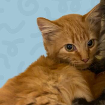 San Francisco -  Domestic Medium Hair Cat for Adoption in Reno, Nevada - San Francisco | PetCurious