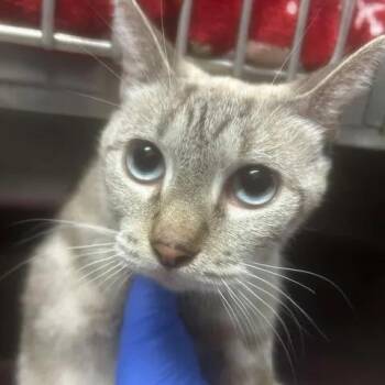 Moon Beam -  Siamese Cat for Adoption in Beaumont, Texas - Moon Beam | PetCurious