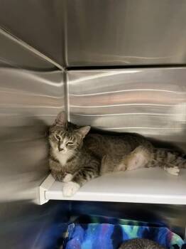 LIZZIE MCGUIRE -  Domestic Short Hair Cat for Adoption in St. Louis, Missouri - LIZZIE MCGUIRE | PetCurious