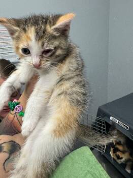 Chrissie Hynde -  Domestic Short Hair Cat for Adoption in Bloomington, Indiana - Chrissie Hynde | PetCurious