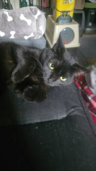 Domestic Short Hair Cats Available for Adoption - Brina | PetCurious