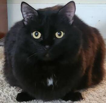 Rescue Domestic Short Hair Cats for Adoption in Redmond, Oregon - Saber | PetCurious
