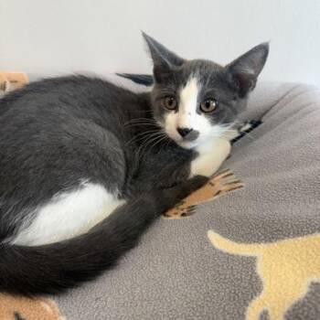Amazonite -  Domestic Short Hair Cat for Adoption in Janesville, Wisconsin - Amazonite | PetCurious