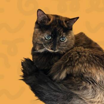 Tweety -  Domestic Long Hair Cat for Adoption in Reno, Nevada - Tweety | PetCurious