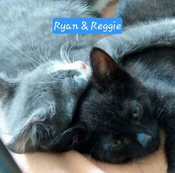 Ryan and Reggie -  Domestic Short Hair Cat for Adoption in Jessup, Maryland - Ryan And Reggie | PetCurious