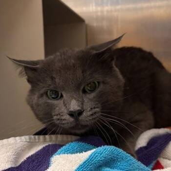 Sampson -  Domestic Short Hair Cat for Adoption in Des Moines, Iowa - Sampson | PetCurious