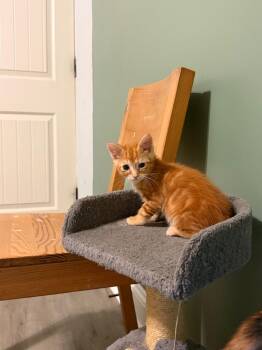 Cedric Siggory -  Domestic Short Hair Cat for Adoption in Newnan, Georgia - Cedric Siggory | PetCurious