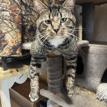 Rescue Domestic Short Hair Cats for Adoption in Tulsa, Oklahoma - Harrison | PetCurious