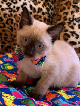 Rescue Domestic Short Hair and Siamese Cats for Adoption in San Diego, California - Moe | PetCurious