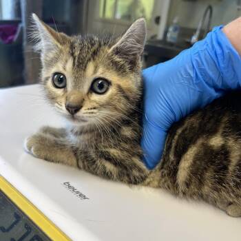 Caribou -  Domestic Short Hair Cat for Adoption in Mt. Juliet, Tennessee - Caribou | PetCurious