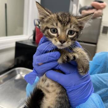 Kitty Kitty Meow Meow -  Domestic Short Hair Cat for Adoption in Pekin, Illinois - Kitty Kitty Meow Meow | PetCurious