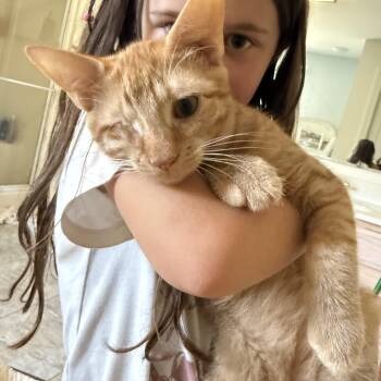 Persimmon -  Domestic Short Hair Cat for Adoption in Pittsboro, North Carolina - Persimmon | PetCurious