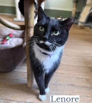 Domestic Short Hair Cats Available for Adoption - Lenore | PetCurious