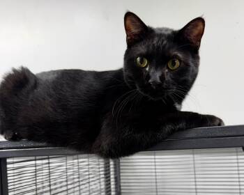 Domestic Short Hair Cats Available for Adoption in Independence, Iowa - Osborne  | PetCurious