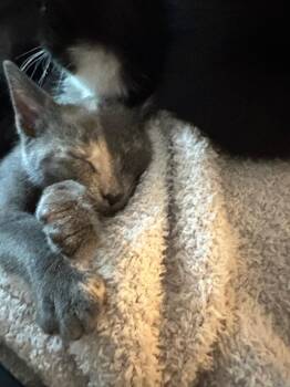 Rescue Dilute Tortoiseshell Cats for Adoption in Marion, North Carolina - Elousie | PetCurious