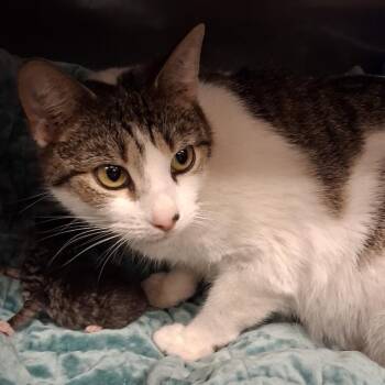 Joyce -  Domestic Short Hair Cat Available for Adoption in Lake Panasoffkee, Florida - Joyce | PetCurious