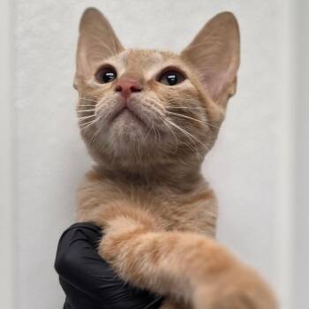 Yum Yum -  Domestic Short Hair Cat for Adoption in Abilene, Texas - Yum Yum | PetCurious