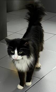 Domestic Long Hair Cats Available for Adoption - Elliott AVO | PetCurious