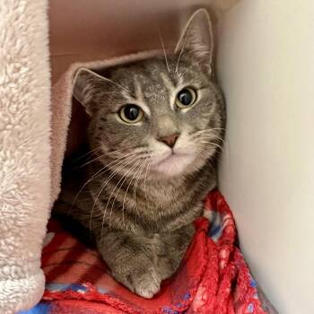 Mello -  Domestic Short Hair Cat for Adoption in Reisterstown, Maryland - Mello | PetCurious