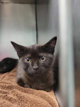 Even -  Domestic Short Hair Cat for Adoption in Fishers, Indiana - Even | PetCurious