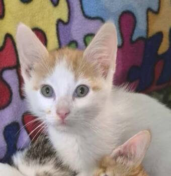 Rescue Domestic Short Hair Cats for Adoption - Avery Bonded With Fin | PetCurious