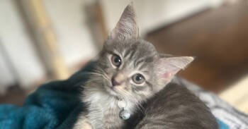 Rescue Tabby and Domestic Short Hair Cats for Adoption in Richardson, Texas - Chanel | PetCurious