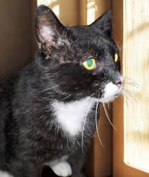 Rescue Domestic Short Hair Cats for Adoption in Rossville, Maryland - Charles | PetCurious