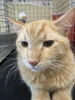 Domestic Medium Hair Cats Available for Adoption in Fort Myers, Florida - DOBBY | PetCurious