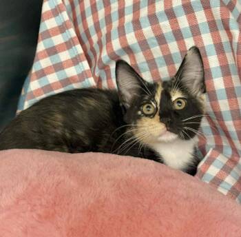 Rescue Tortoiseshell Cats for Adoption in Tavares, Florida - May | PetCurious