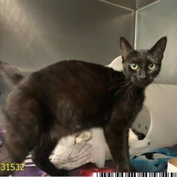 Domestic Short Hair Cats Available for Adoption in West Palm Beach, Florida - Cleo | PetCurious