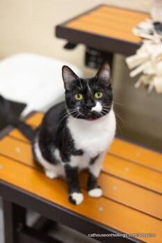 Rescue Domestic Medium Hair Cats for Adoption in Parlier, California - Daily | PetCurious