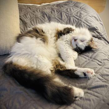 Domestic Long Hair Cats Available for Adoption in Buffalo, New York - Coda | PetCurious