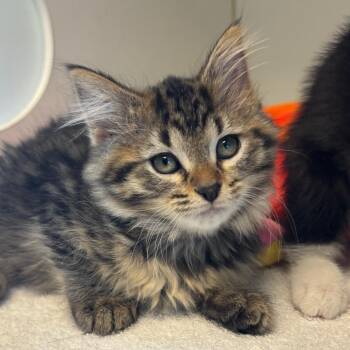 Nutella -  Domestic Medium Hair Cat for Adoption in Naperville, Illinois - Nutella | PetCurious