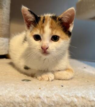 Dewdrop -  Calico and Domestic Short Hair Cat for Adoption in Buford, Georgia - Dewdrop | PetCurious