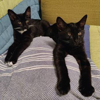 Rescue Domestic Short Hair Cats for Adoption in Los Angeles, California - Chief Littlebear | PetCurious